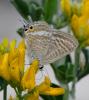 Lampides boeticus